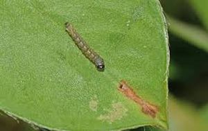 uploads/images/pest/groundnut leaf miner.jpg